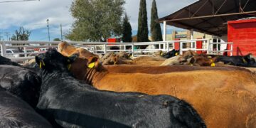 Reanudan exportación de ganado por Puerto Palomas